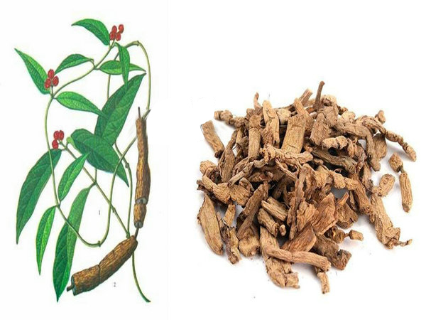 Morinda Officinalis